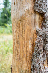 Fototapeta premium Bark tree peeling off from a tree trunk