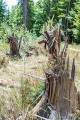 Tree trunks snapped or broken by the wind storms in the mountain forest.