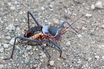 Gepanzerte Grille / Armoured cricket / Acanthoplus discoidalis