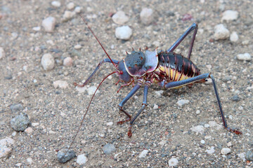 Gepanzerte Grille / Armoured cricket / Acanthoplus discoidalis