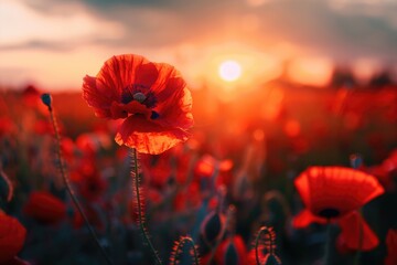 Obraz premium Warm Nature. Red Poppy Flower in Sunset Meadow Field - Remembrance Day Concept