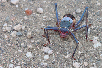 Gepanzerte Grille / Armoured cricket / Acanthoplus discoidalis