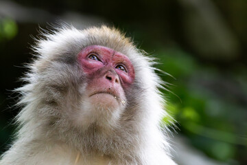 Japanese macaques