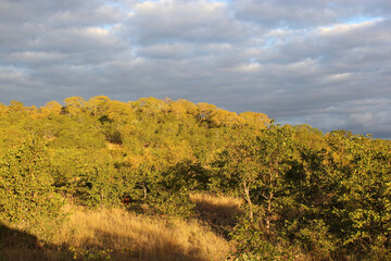 Krüger Park - Afrikanischer Busch / Kruger Park - African bush /