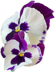 pansy viola flower isolated png cut out