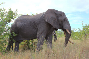 Fototapeta premium Afrikanischer Elefant / African elephant / Loxodonta africana