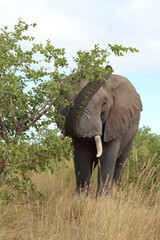 Fototapeta premium Afrikanischer Elefant / African elephant / Loxodonta africana