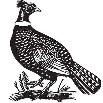 recommend clip art: Pheasant in cartoon, doodle style. Image for t-shirt, web, mobile apps and ui. Isolated 2d vector illustration in logo, icon, sketch style, Eps 10. AI Generative