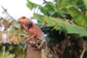 Male Indian Garden Lizard or Oriental Garden Lizard images .