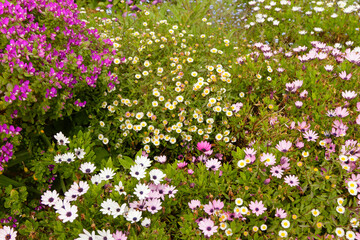 Naklejka premium bretagne