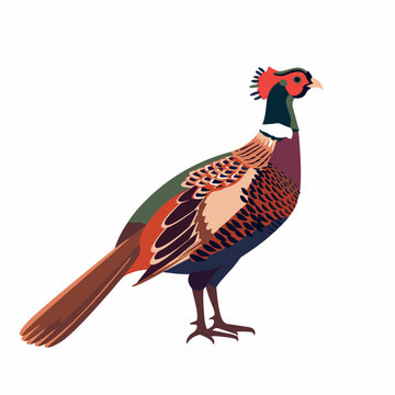 recommend clip art: Pheasant in cartoon, doodle style. Image for t-shirt, web, mobile apps and ui. Isolated 2d vector illustration in logo, icon, sketch style, Eps 10. AI Generative