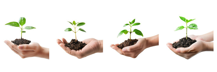 Set of hand holding a young plant isolated on a transparent background