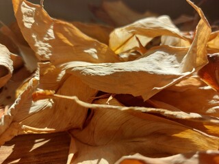 Autumn leaves on the Sun, close up photo