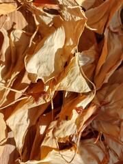 Autumn leaves on the Sun, close up photo
