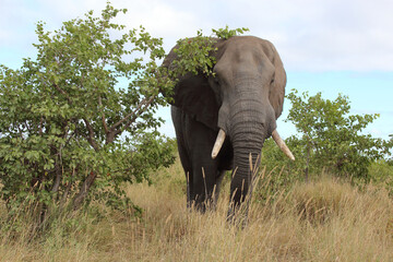 Afrikanischer Elefant / African elephant / Loxodonta africana