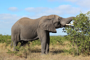 Afrikanischer Elefant / African elephant / Loxodonta africana