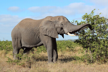 Afrikanischer Elefant / African elephant / Loxodonta africana