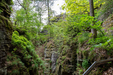 Obraz premium A forest with a path leading through it. The path is made of metal and is surrounded by trees