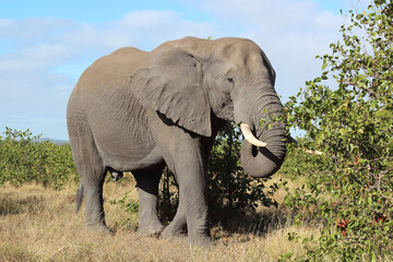 Fototapeta premium Afrikanischer Elefant / African elephant / Loxodonta africana