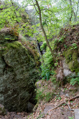A rocky area with moss and trees. The area is a bit overgrown and has a natural, wild feel to it