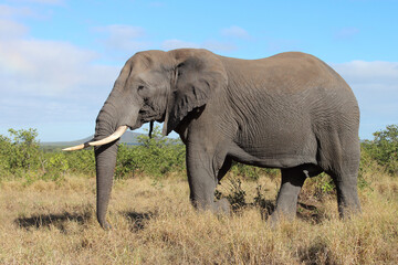 Fototapeta premium Afrikanischer Elefant / African elephant / Loxodonta africana