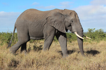 Fototapeta premium Afrikanischer Elefant / African elephant / Loxodonta africana