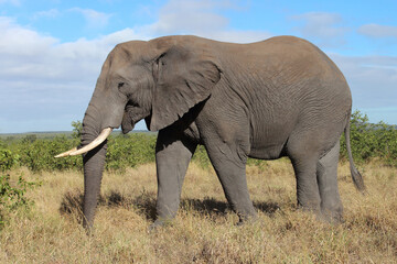 Obraz premium Afrikanischer Elefant / African elephant / Loxodonta africana
