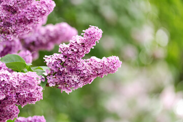 Abstract natural background with lilac blooming flowers and blured backgrounds