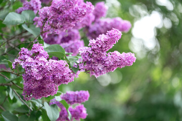 Abstract natural background with lilac blooming flowers and blured backgrounds
