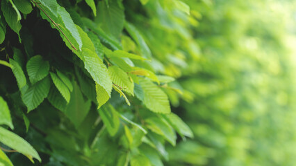 Green Wall. Abstract natural backgrounds with wall of foliage