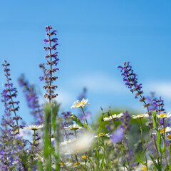 Abstract natural background with wild sage blooming flowers and skies as backgrounds