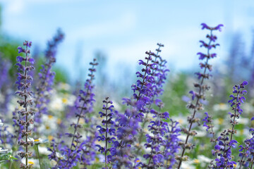 Fototapeta premium Abstract natural background with wild sage blooming flowers and skies as backgrounds
