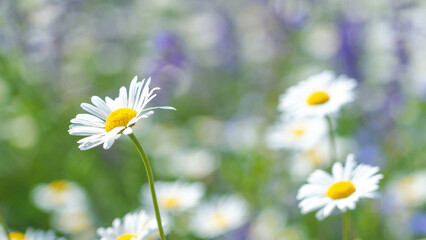 Abstract natural background with white daisy blooming flowers and blured  backgrounds