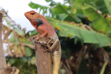 Male Indian Garden Lizard or Oriental Garden Lizard images .