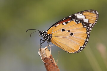 Monarch Butterfly closeup view. A cute monarch colorful butterfly with cute colorful wings closeup scene. A wildlife butterfly insect photograph.