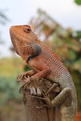 Male Indian Garden Lizard or Oriental Garden Lizard images .