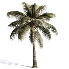 Tropical Coconut Palm Tree Isolated on White Background