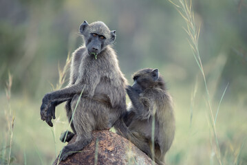 A pair of Chacma Baboons, Papio ursinus, in the Pilanesberg National Park in South Africa