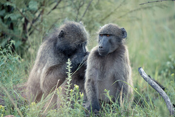 A pair of Chacma Baboons, Papio ursinus, in the Pilanesberg National Park in South Africa