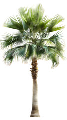Fototapeta premium Single Palm Tree Isolated on White Background with Copy Space
