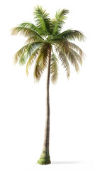 Obraz premium Single Palm Tree Isolated on White Background with Copy Space