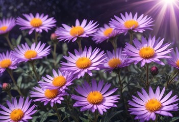 Aster flower closeup Realistic Light understand sun light significantly summer season flower concept