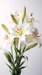 Fototapeta premium Elegant White Lilies: A Portrait of Grace and Beauty in Bloom
