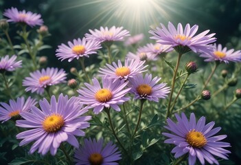 Fototapeta premium Aster flower closeup Realistic Light understand sun light significantly summer season flower concept