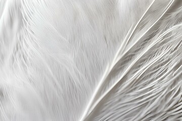 A close-up photo of the delicate structure of a white feather, Macro shot white feather
