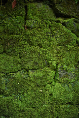 green moss on stone wall