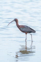 Glossy ibis in the water looking for food