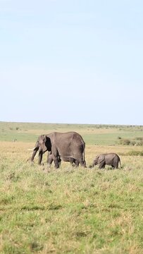 African Elephants Walking Maasai Mara Kenya Africa 