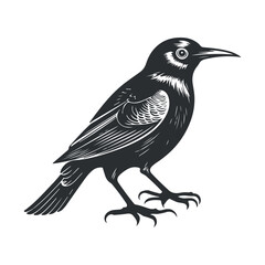 Cute bird vector black and white cartoon character design collection. White background, Animals.