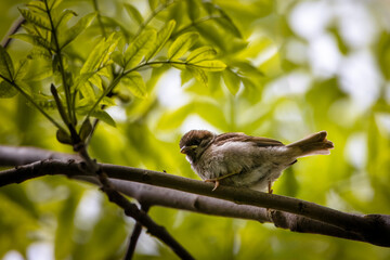 An Eurasian tree sparrow chick sits on a branch with green leaves perpendicular to the camera lens on a sunny spring day. Close-up a young tree sparrow.